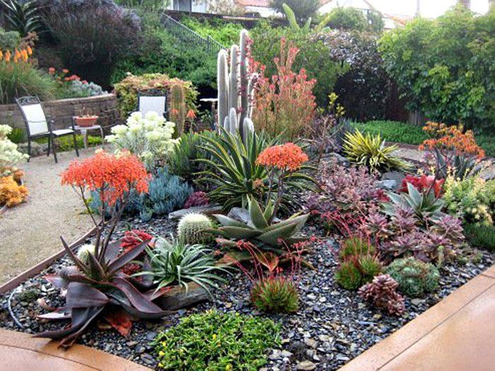 Giardino con piante grasse e rocce