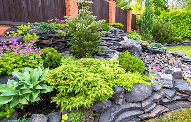 Giardino roccioso con piante alpine